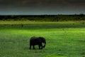 Elephant on a lush floodplain