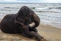 Elephant is lying on the tropical ocean beach