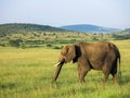 Elephant in Maasai Mara, Kenya