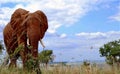 Elephant in Maasaimara Kenya