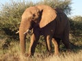 Elephant in the Madikwe Game Reserve, South Africa.