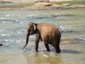 Elephant in Maha Oya river