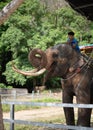 Elephant with mahout. elephant and mahout on nature background in thailand. elephant nursery where elephants ride tourists for