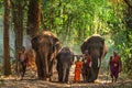 Elephant mahout portrait. The Kuy Kui People of Thailand. Elephant Ritual Making or Wild Elephant Catching. The mahout and the