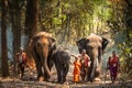 Elephant mahout portrait. The Kuy Kui People of Thailand. Elephant Ritual Making or Wild Elephant Catching. The mahout and the Royalty Free Stock Photo