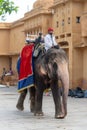 Elephant in the main courtyard in the Amber, Fort Amer , Rajasthan, India