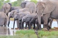 Elephant Majesty - African Wildlife Background - Happy Times