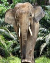 Elephant male borneo