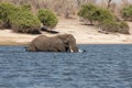 elephant male crossing chobe river