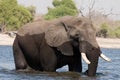 elephant male crossing in the river