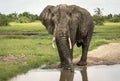 An elephant male drinks at the watering can