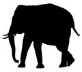 Elephant male silhouette. Royalty Free Stock Photo