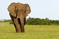 Elephant male standing and eating