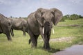 Elephant male walks to the watering