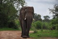  African Elephant large male Tusker in Zmbabwe 