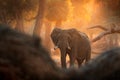 Elephant at Mana Pools NP, Zimbabwe in Africa. Big animal in the old forest. evening light, sun set. Magic wildlife scene in Royalty Free Stock Photo