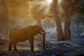 Elephant at Mana Pools NP, Zimbabwe in Africa. Big animal in the old forest, evening light, sun set. Magic wildlife scene in Royalty Free Stock Photo