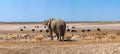 Elephant and many ostrichs and gazelles at a waterhole in Etosha, Namibia Royalty Free Stock Photo