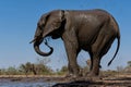 Elephant in Mashatu Game Reserve in the Tuli Block in Botswana. Royalty Free Stock Photo