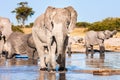The Elephant Matriarch and her herd drink at a Botswana waterhole Royalty Free Stock Photo