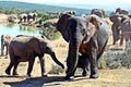 Elephant Matriarch and New Born Calf Royalty Free Stock Photo