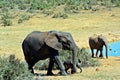 Elephant Matriarch and New Born Calf Royalty Free Stock Photo