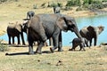 Elephant Matriarch and New Born Calf