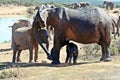 Elephant Matriarch and New Born Calf Royalty Free Stock Photo