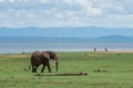 Elephant at Matusadona National Park Royalty Free Stock Photo