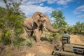 Elephant at MKuze Falls in South Africa