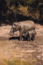 Elephant mom and baby drinking water from a mud lake in Udawalawe National Park, Sri Lanka. Closeup view from safari jeep Royalty Free Stock Photo