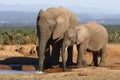 Elephant mom blowing bubbles Royalty Free Stock Photo