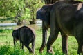 Elephant mom and calf rushing towards the water hole in the evening at Udawalawe national park. Cute baby and mom togetherness Royalty Free Stock Photo