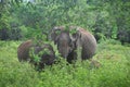 Elephant Mom & Calf - Udawalawe National Park, Sri Lanka.