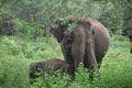 Elephant Mom & Calf - Udawalawe National Park, Sri Lanka.