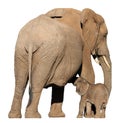 Elephant Mother and Baby Royalty Free Stock Photo