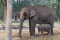 Elephant mother and baby in Chitwan National Park, Nepal Royalty Free Stock Photo