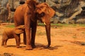 Elephant. Mother with Baby Elephants Walking Outdoors. Royalty Free Stock Photo