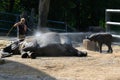 Elephant mother and baby getting shower in Zoo Wuppertal, Germany. Zookeeper brushing elephant cow and baby elephant skin.