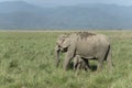 Elephant Mother and baby Grazing in Grassland Royalty Free Stock Photo