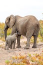 Elephant mother and baby on a nature in South Africa Royalty Free Stock Photo