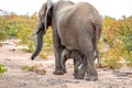 Elephant mother and baby on a nature in South Africa Royalty Free Stock Photo