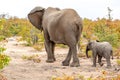 Elephant mother and baby on a nature in South Africa Royalty Free Stock Photo