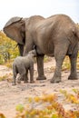 Elephant mother and baby on a nature in South Africa Royalty Free Stock Photo