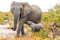 Elephant mother and baby on a nature in South Africa Royalty Free Stock Photo