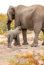 Elephant mother and baby on a nature in South Africa Royalty Free Stock Photo