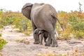 Elephant mother and baby on a nature in South Africa Royalty Free Stock Photo