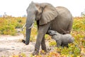 Elephant mother and baby on a nature in South Africa Royalty Free Stock Photo