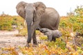 Elephant mother and baby on a nature in South Africa Royalty Free Stock Photo