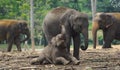 Elephant mother and baby playing